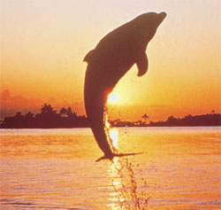 A dolphin jumps out of the water at Jacskonville, Beach, FL